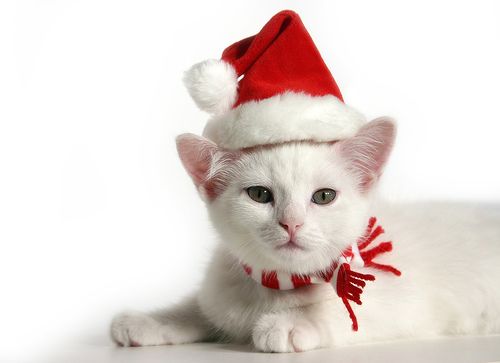 getting a kitten for christmas