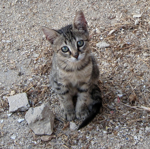 gatto