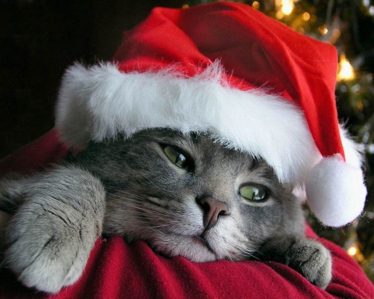 Foto Di Natale Gatti.Natale Da Gatti Centro Miciolandia