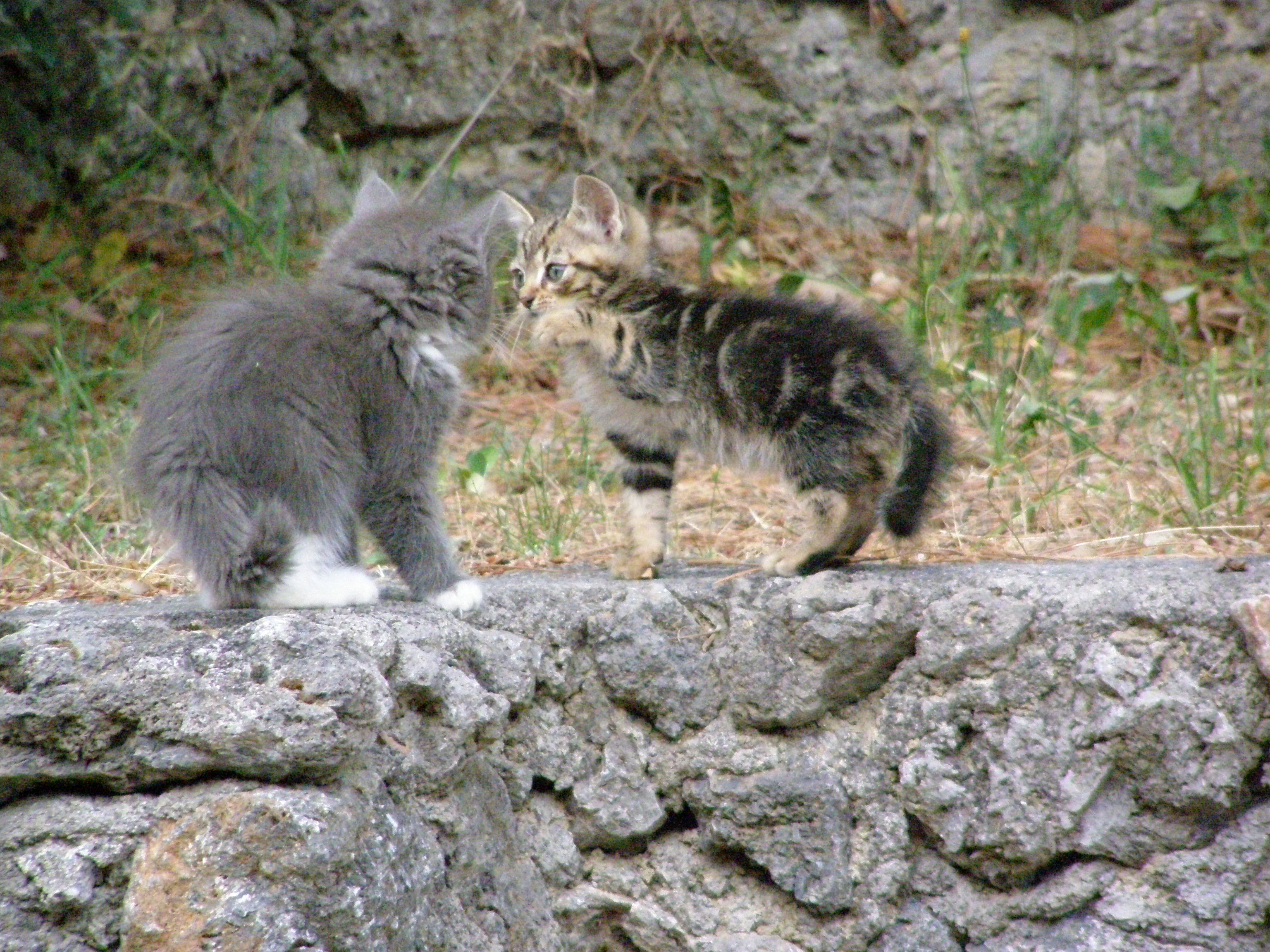 Why adopt two kittens rather than one Centro miciolandia