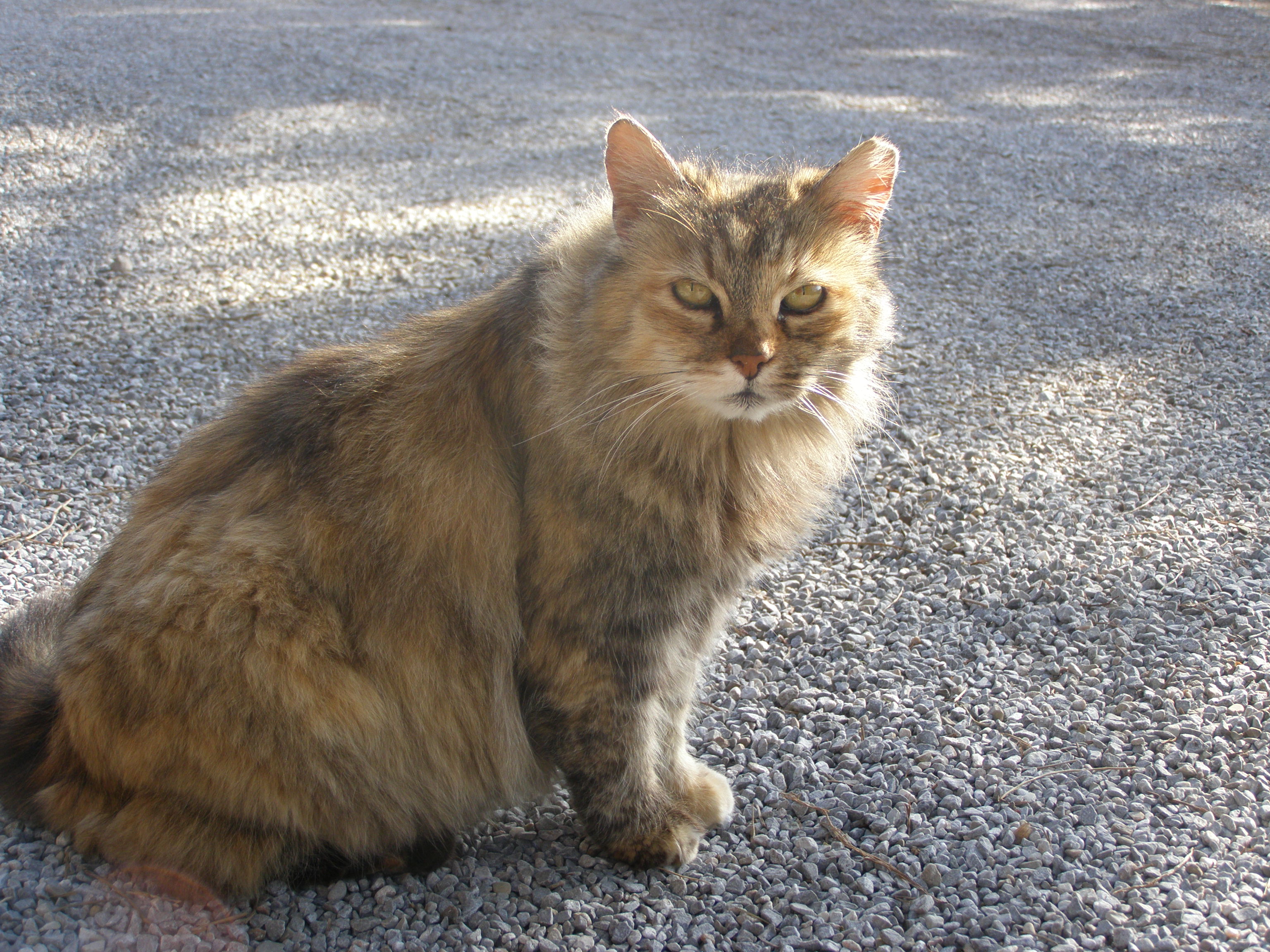 Mini corso Conosciamo il Gatto | Centro miciolandia