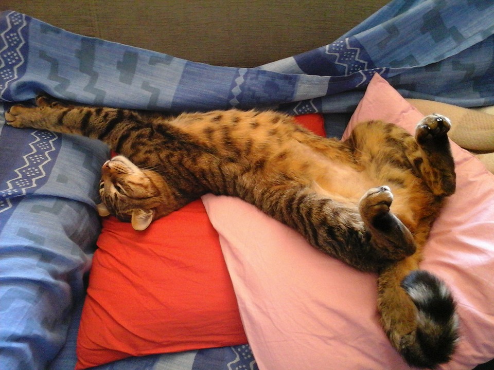 Catsitter service Centro miciolandia