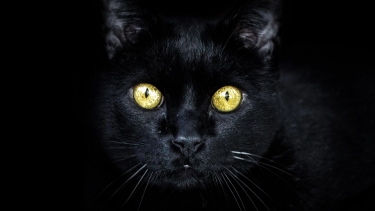 Black Cat Leo Derocia Mets Dugout Daily News Black Cat Leo Derocia Mets Dugout Daily News