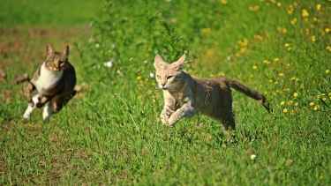 gratis online micio