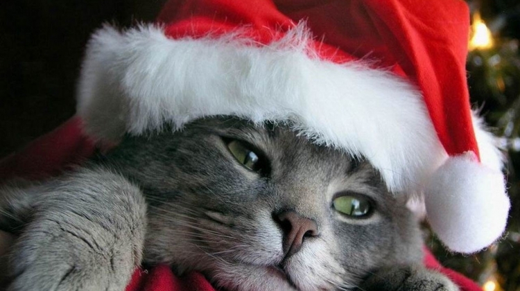 Buon Natale Gatti.Natale Da Gatti Centro Miciolandia