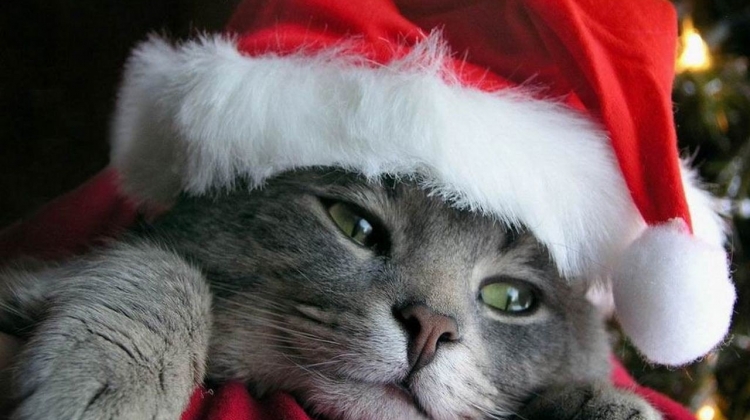 Gatto Buon Natale.Natale Da Gatti Centro Miciolandia