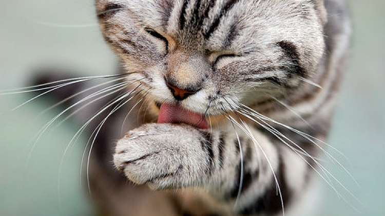 Il Gatto Dal Toelettatore Facciamo Un Po Di Chiarezza Centro